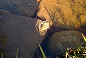 Leopard Frog, or: At the Crossroads